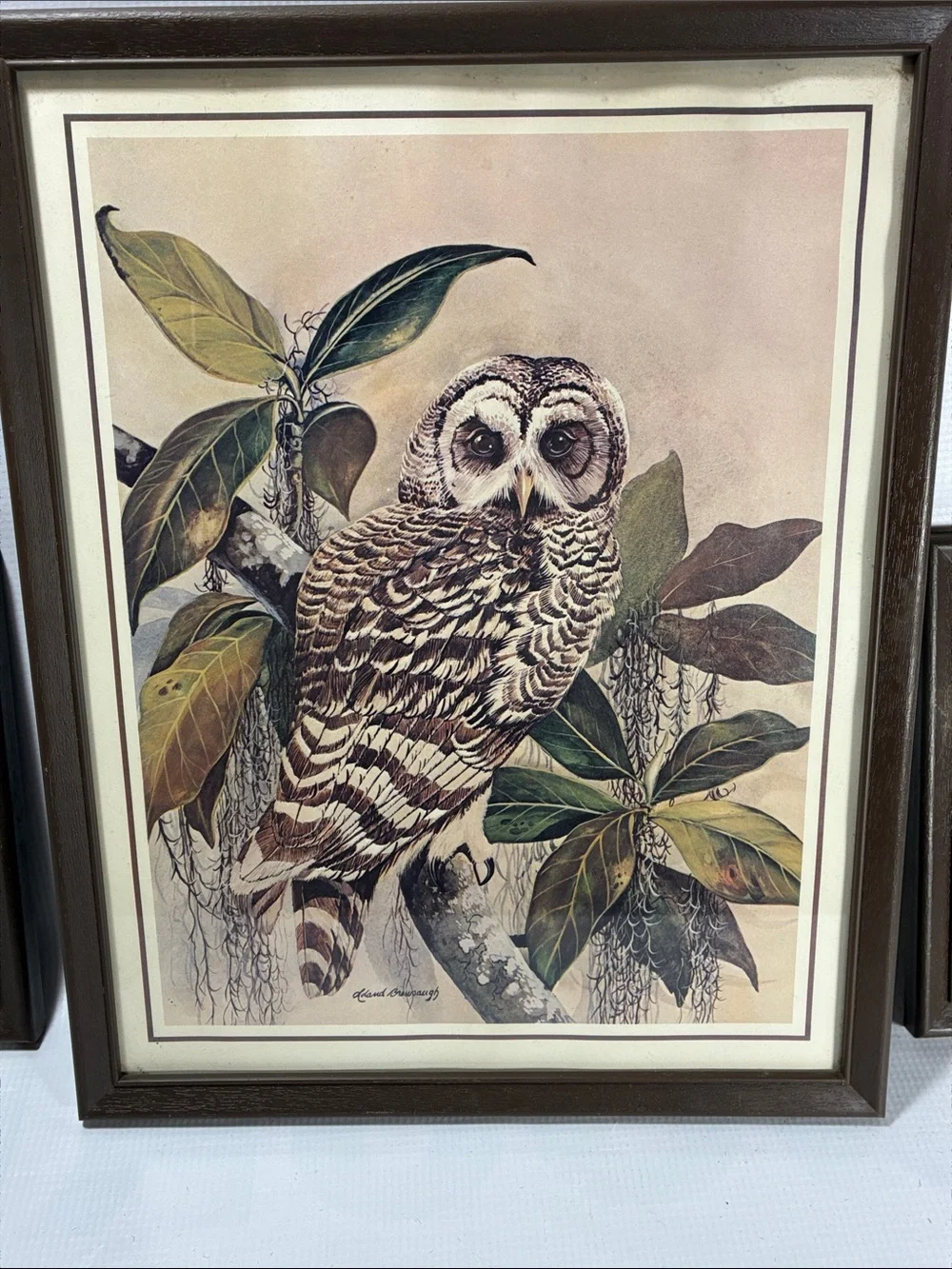 Vintage Leland Brewsaugh Framed Owl Prints Set of 3 Coottagecore Home Decor